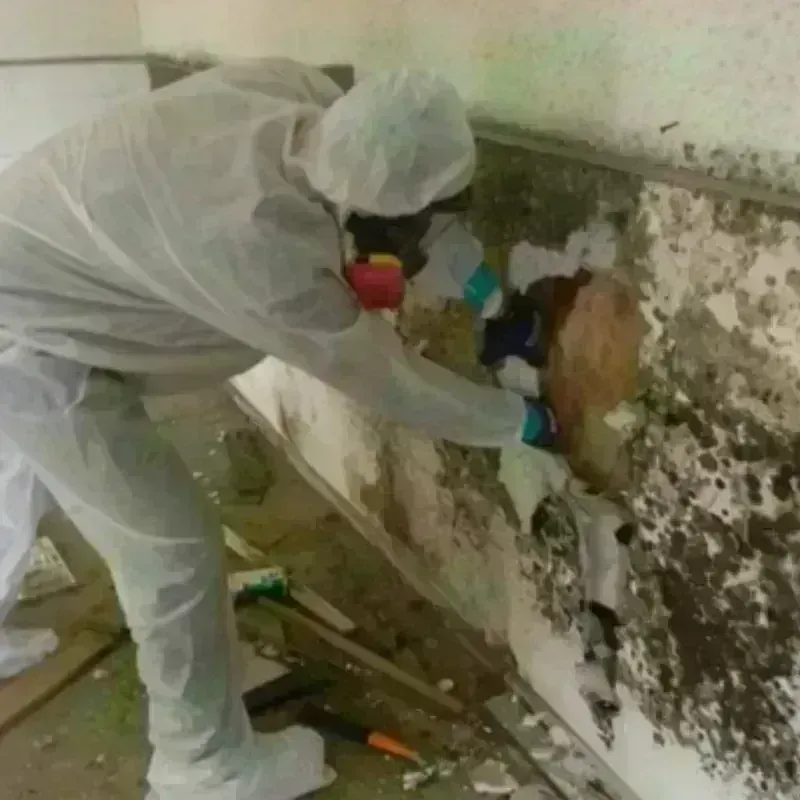 Mold Remediation and Removal in Dimmit County, TX